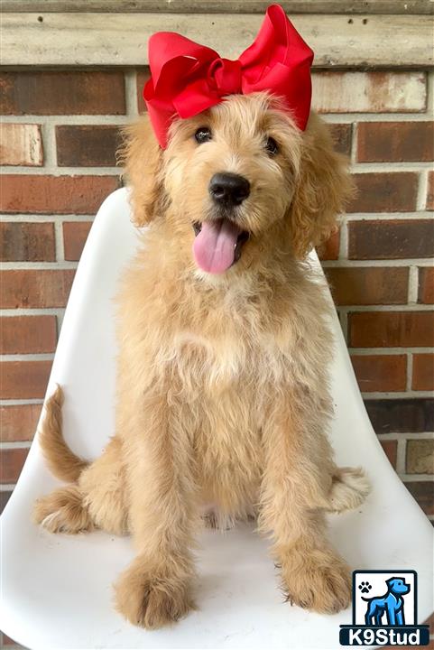 a golden mountain doodle dog wearing a red hat