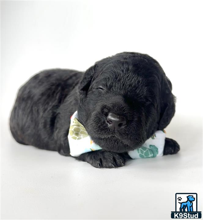 a goldendoodles puppy sleeping on a white surface
