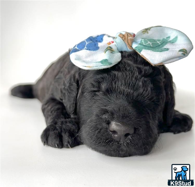 a black goldendoodles puppy with a blue hat on its head