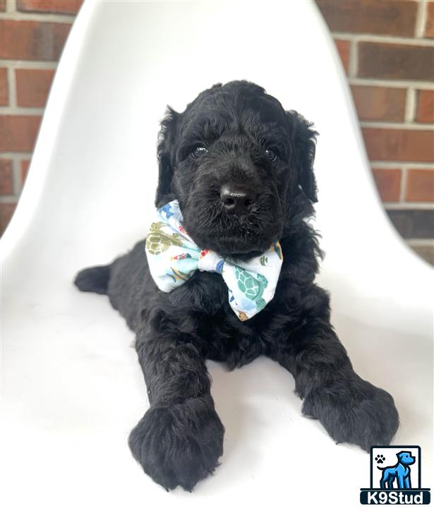 a goldendoodles dog wearing a bow tie