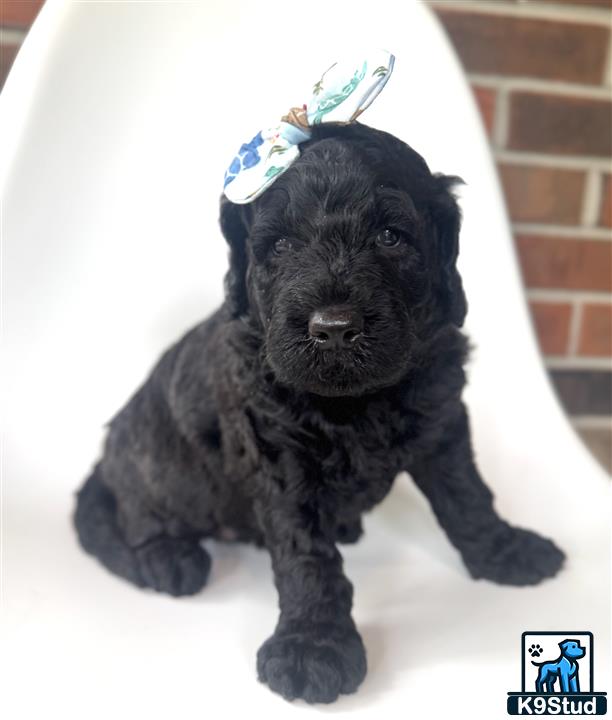 a goldendoodles dog wearing a hat