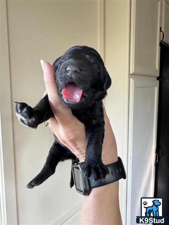 a goldendoodles dog with a human hand