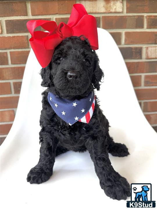 a goldendoodles dog wearing a garment