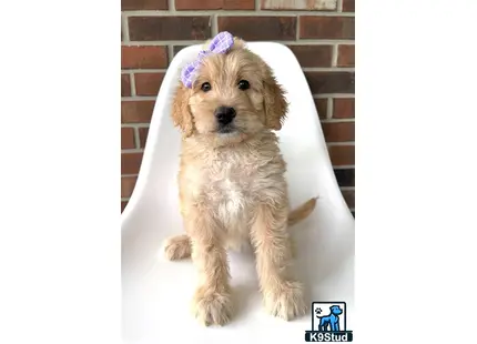 a golden mountain doodle dog with a bow on its head