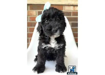 a golden mountain doodle dog wearing bunny ears