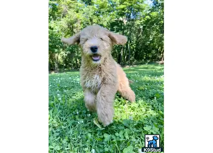 a golden mountain doodle dog running through grass