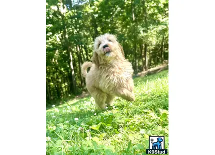 a golden mountain doodle dog jumping in the air