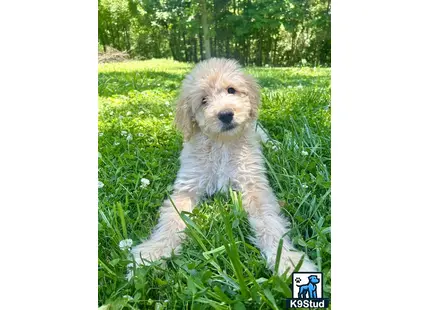 a golden mountain doodle dog sitting in the grass