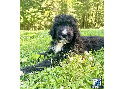 a golden mountain doodle dog lying in the grass