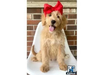 a golden mountain doodle dog wearing a red hat