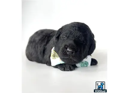 a goldendoodles puppy sleeping on a white surface