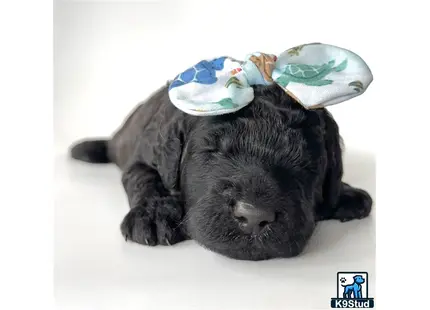 a black goldendoodles puppy with a blue hat on its head