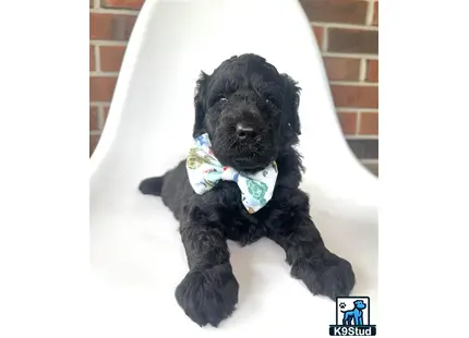 a goldendoodles dog wearing a bow tie