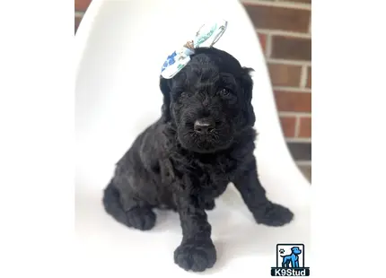 a goldendoodles dog wearing a hat