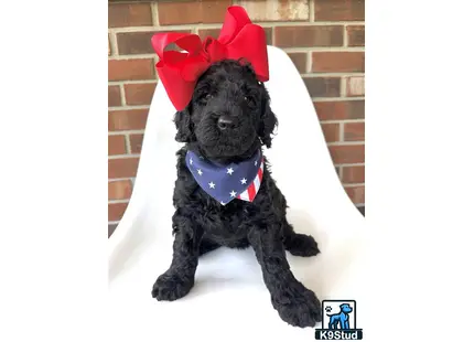 a goldendoodles dog wearing a garment