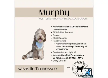 a goldendoodles dog wearing a blue shirt