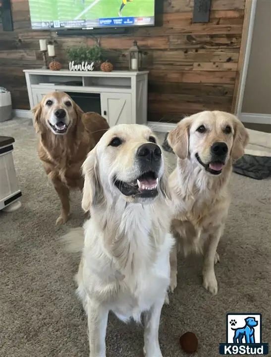 Golden Retriever female dog