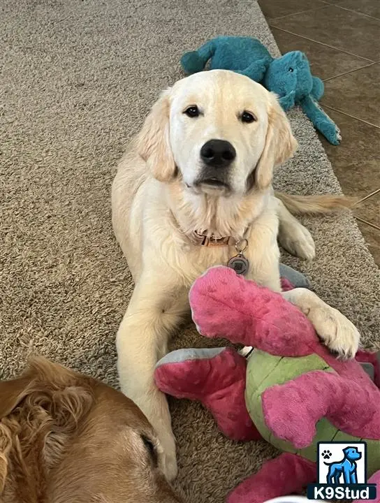 Golden Retriever female dog