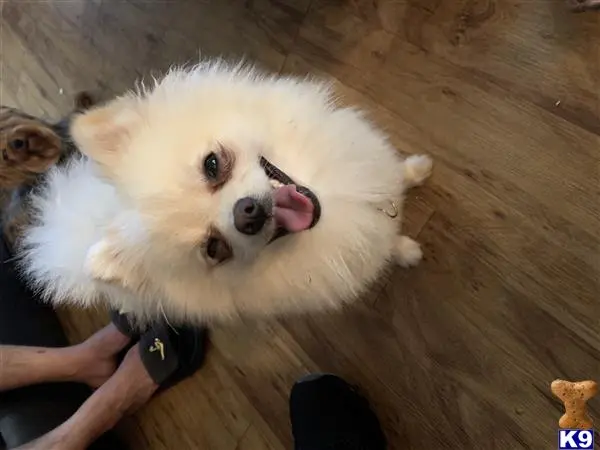 Pomeranian