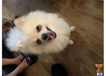 Pomeranian