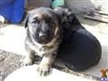 german shepherd puppy posted by jenny1979