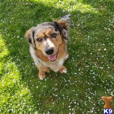 Cardigan Welsh Corgi