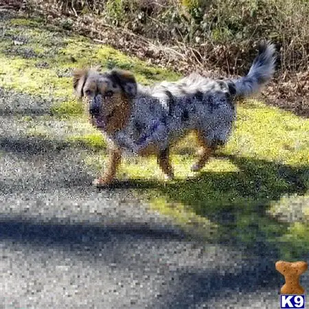 Cardigan Welsh Corgi female dog