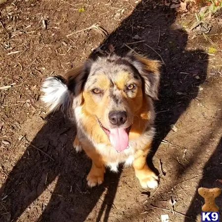 Cardigan Welsh Corgi female dog