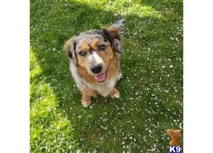 Cardigan Welsh Corgi