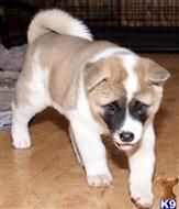 akita puppy posted by jennyfatur4