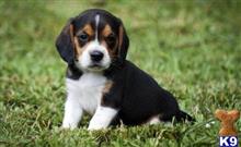 beagle puppy posted by jennyfatur4
