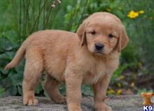 golden retriever puppies for sale in erie pa golden retriever puppies for sale golden retriever puppies for sale in erie pa golden retriever puppies for sale