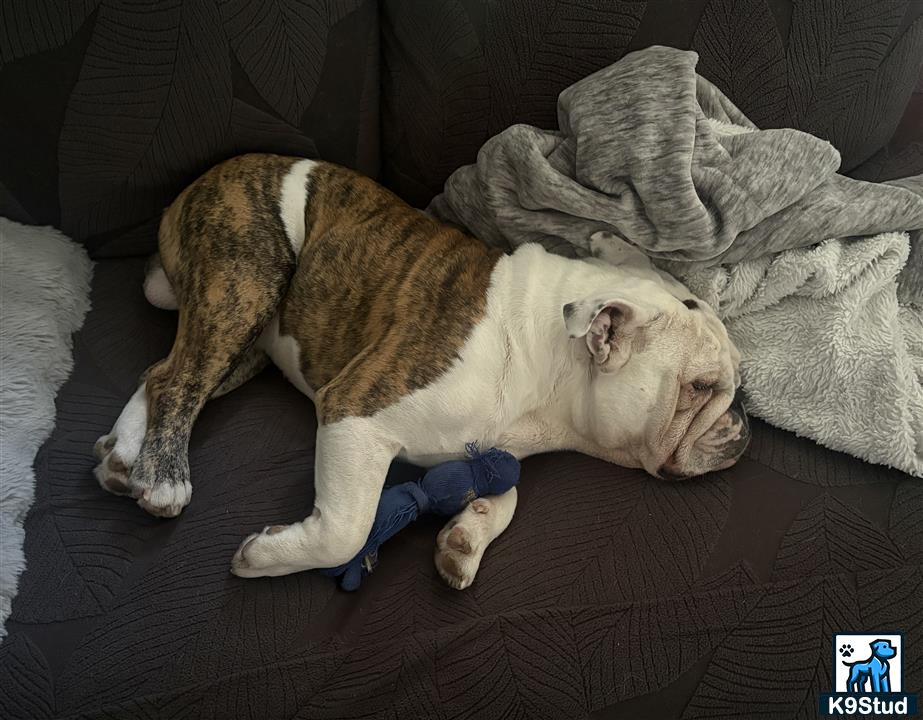 a english bulldog dog lying on a couch