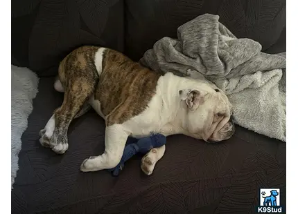 a english bulldog dog lying on a couch