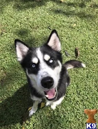 Siberian Husky stud dog