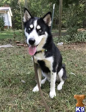 Siberian Husky stud dog