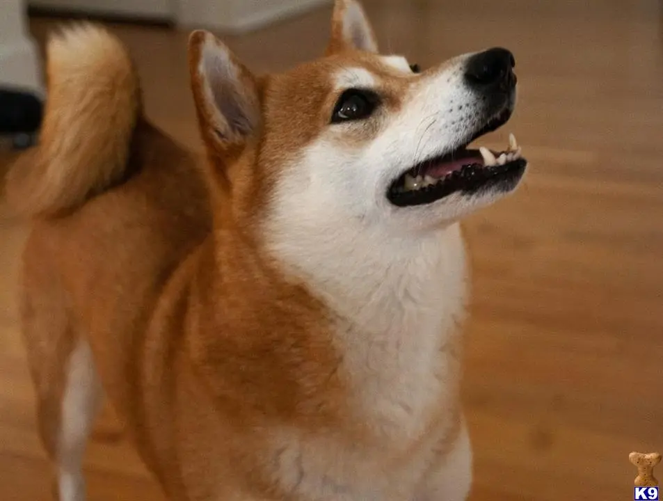 Shiba Inu female dog