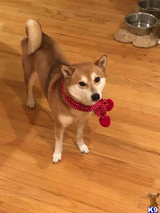 Shiba Inu female dog