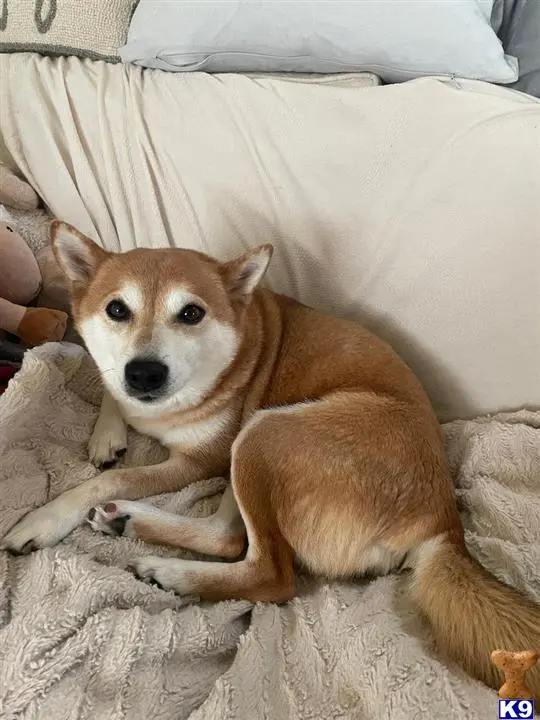 Shiba Inu female dog