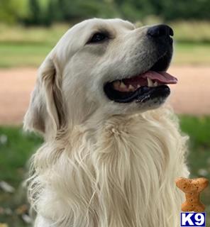 a golden retriever dog with its mouth open