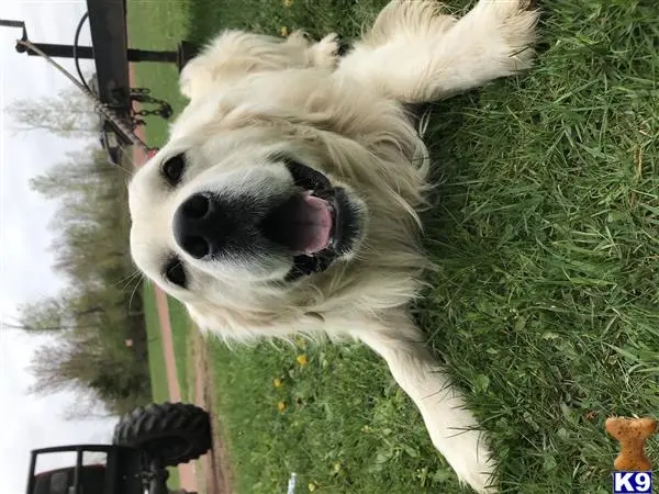 Golden Retriever stud dog