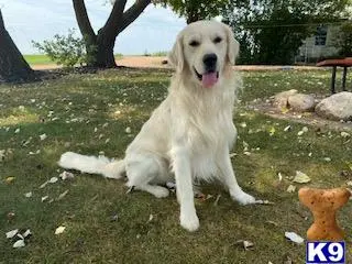 Golden Retriever stud dog