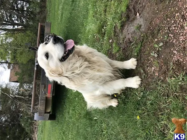 Golden Retriever stud dog