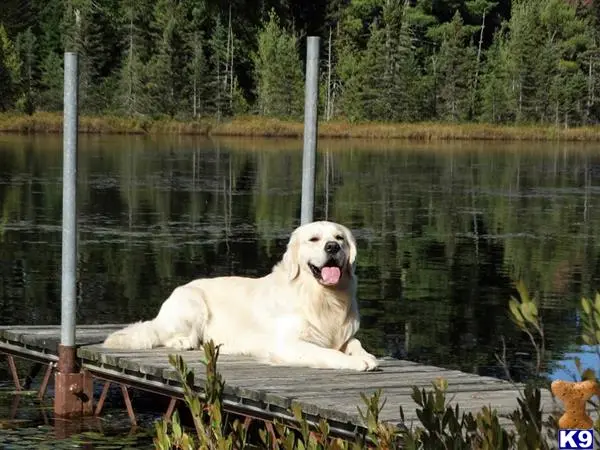 Golden Retriever puppy for sale