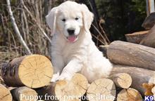 golden retriever puppy posted by jenschmidt
