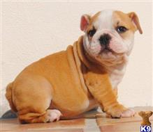 English Bulldog