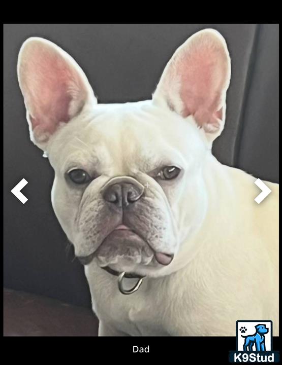a french bulldog dog with a white head