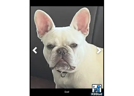a french bulldog dog with a white head