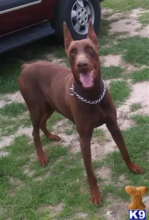 Doberman Pinscher