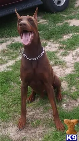 Doberman Pinscher stud dog